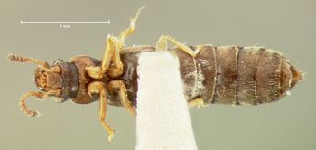 Media type: image; Entomology 6563   Aspect: habitus ventral view